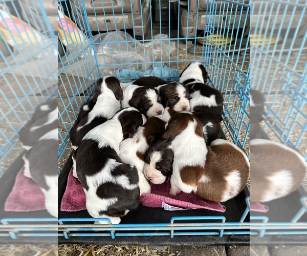 Medium Photo #5  Breeder Profile in CHATTANOOGA, TN, USA