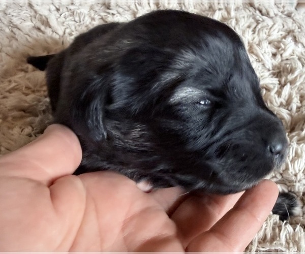 Medium Photo #2  Breeder Profile in AKELEY, MN, USA