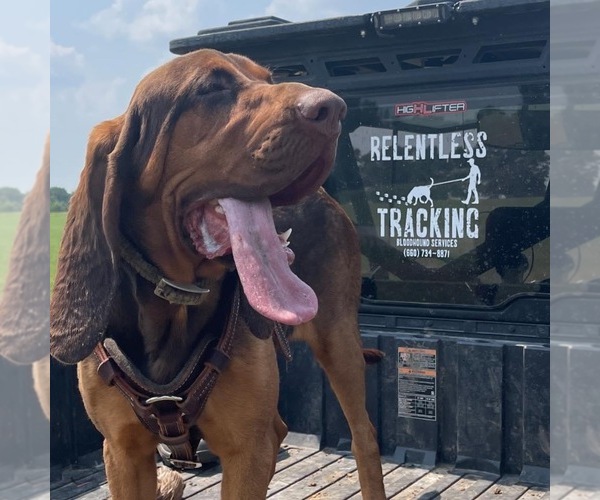 Medium Photo #1  Breeder Profile in BROOKFIELD, MO, USA