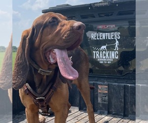 Bloodhound Dog Breeder near BROOKFIELD, MO, USA