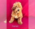 Small #1 Breeder Profile image