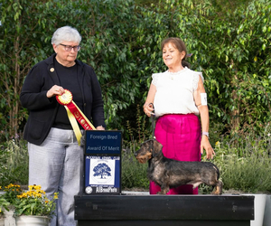 Dachshund Dog Breeder near RAMONA, CA, USA