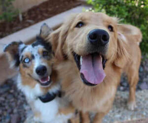 Main photo of Australian Shepherd Dog Breeder near CARMEL, IN, USA