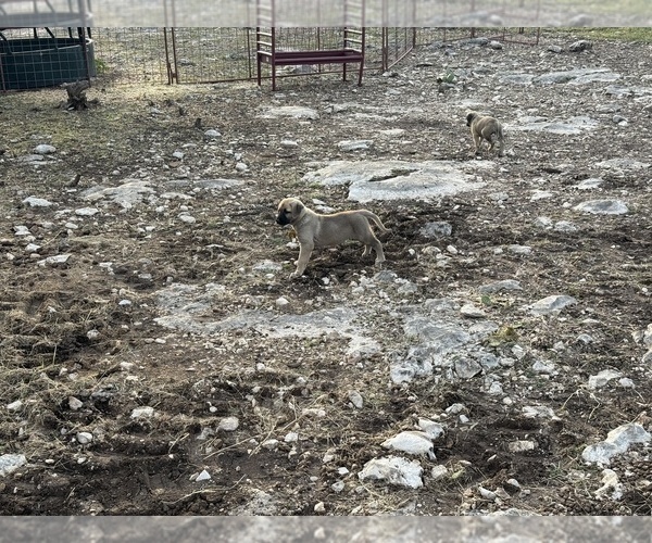 Medium Photo #4  Breeder Profile in MOUNTAIN HOME, TX, USA