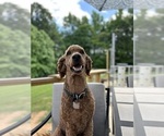 Small #8 Breeder Profile image