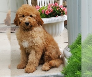 Goldendoodle Dog Breeder near WATERLOO, NY, USA