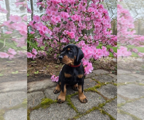 Medium Photo #28  Breeder Profile in NORTH SMITHFIELD, RI, USA