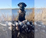 Small #27 Breeder Profile image
