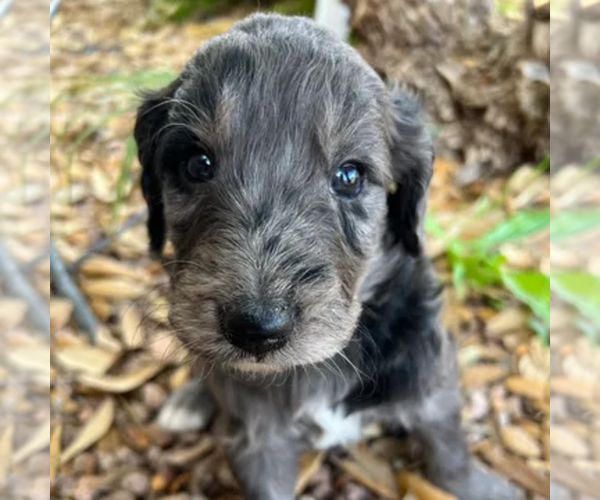 Medium Photo #11  Breeder Profile in GILBERT, AZ, USA