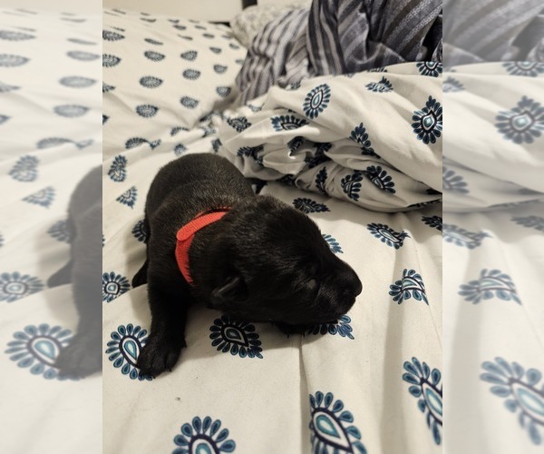 Medium Photo #8  Breeder Profile in SHICKSHINNY, PA, USA