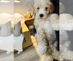 Small #2 Breeder Profile image