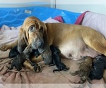 Small breeder photo
