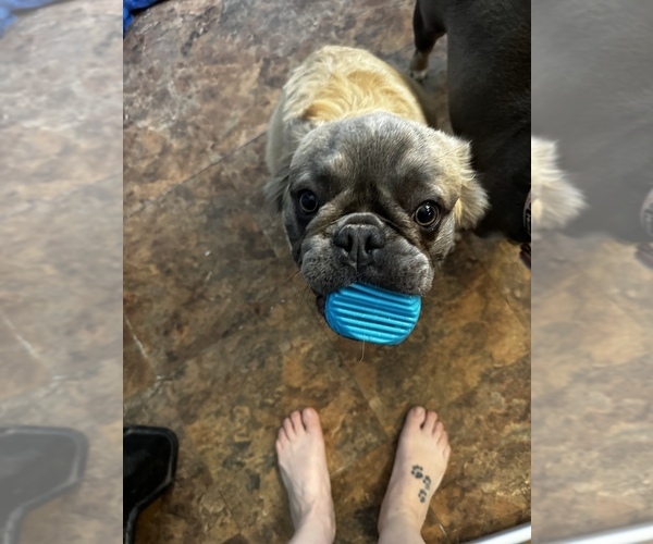 Medium Photo #12  Breeder Profile in MARICOPA, AZ, USA