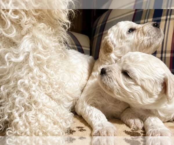 Medium Photo #6  Breeder Profile in MILLEDGEVILLE, GA, USA