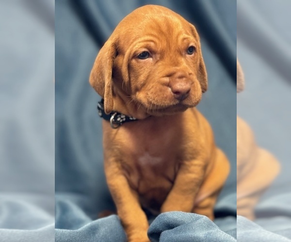 Medium Photo #9  Breeder Profile in ROYSTON, GA, USA