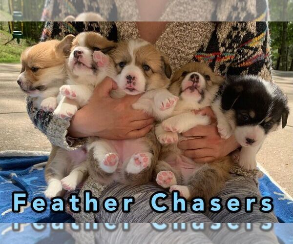 Medium Photo #1  Breeder Profile in CARY, NC, USA