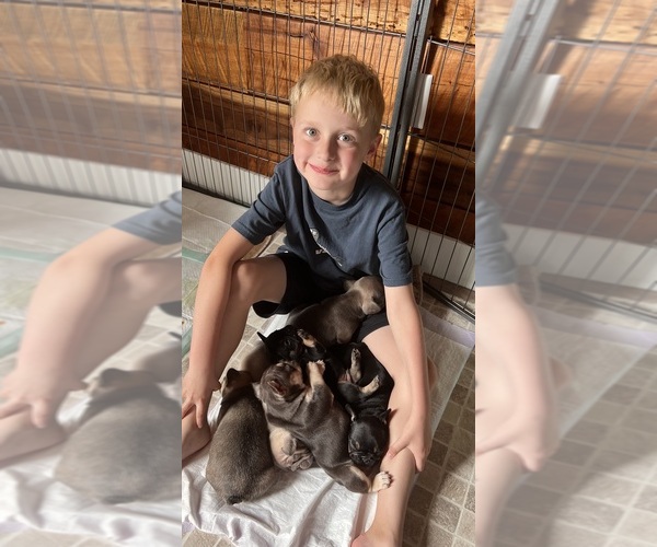 Medium Photo #1  Breeder Profile in HUDSONVILLE, MI, USA