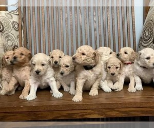 Goldendoodle Dog Breeder near LEBANON, TN, USA