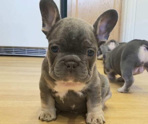 Medium Photo #47  Breeder Profile in LAS VEGAS, NV, USA