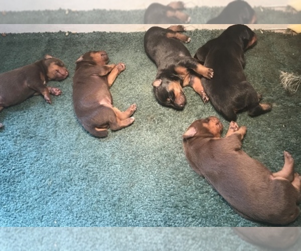 Medium Photo #1  Breeder Profile in LEBANON, MO, USA