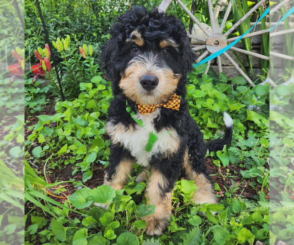 Medium Photo #2  Breeder Profile in EAST LONGMEADOW, MA, USA