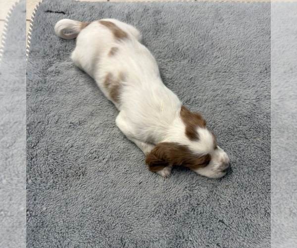 Medium Photo #6  Breeder Profile in MILES, TX, USA