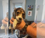 Small #4 Breeder Profile image