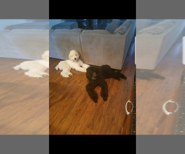 Medium Photo #1  Breeder Profile in SILVERDALE, WA, USA