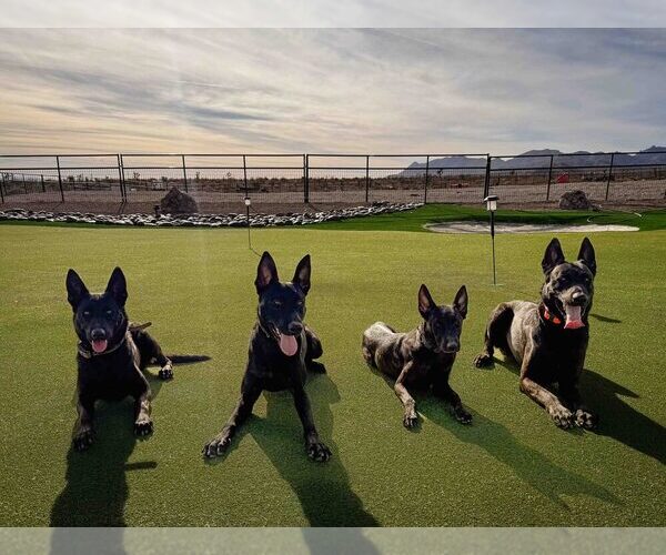 Medium Photo #7  Breeder Profile in LAS VEGAS, NV, USA