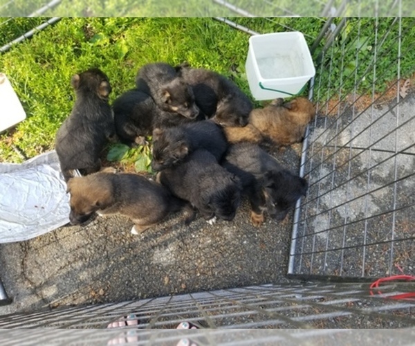 Medium Photo #1  Breeder Profile in NORTH VERNON, IN, USA