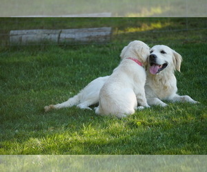 Main photo of English Cream Golden Retriever Dog Breeder near CRESWELL, OR, USA