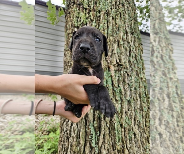 Medium Photo #19  Breeder Profile in WALNUT GROVE, MO, USA