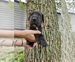 Small Photo #19  Breeder Profile in WALNUT GROVE, MO, USA
