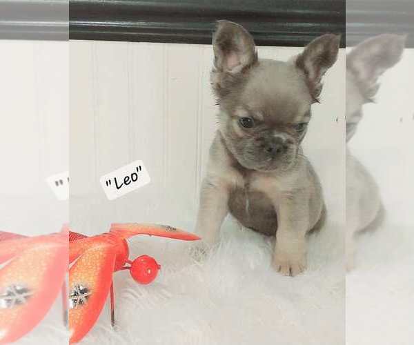 Medium Photo #22  Breeder Profile in COLONIAL BCH, VA, USA