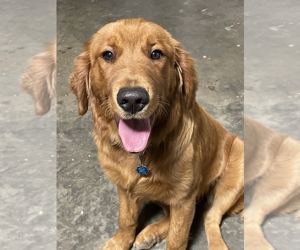 Medium Photo #1  Breeder Profile in MC EWEN, TN, USA