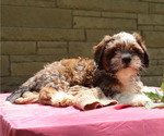 Small Photo #48  Breeder Profile in THORP, WI, USA