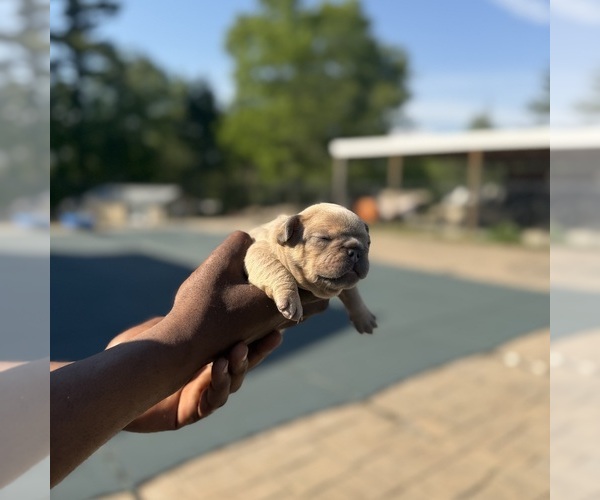 Medium Photo #21  Breeder Profile in BRIDGEWATER, MA, USA