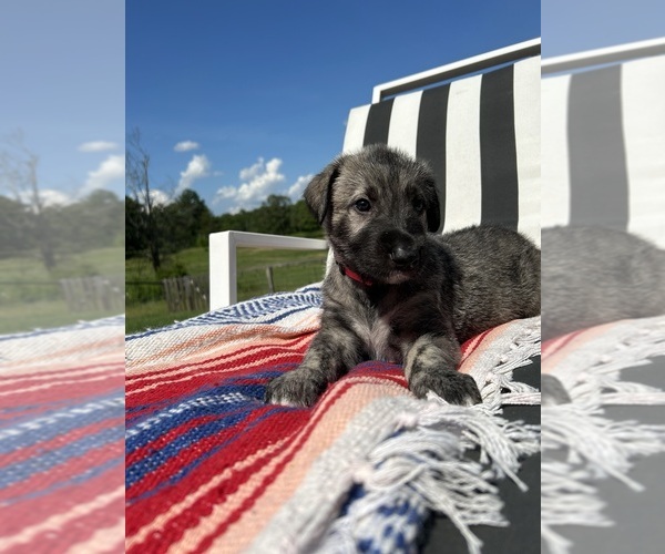 Medium Photo #4  Breeder Profile in BYHALIA, MS, USA