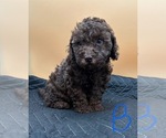 Small #2 Breeder Profile image