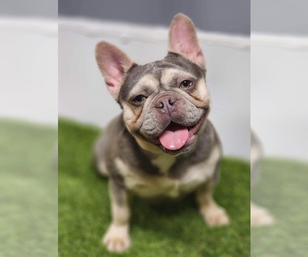 Medium Photo #1  Breeder Profile in KILGORE, TX, USA