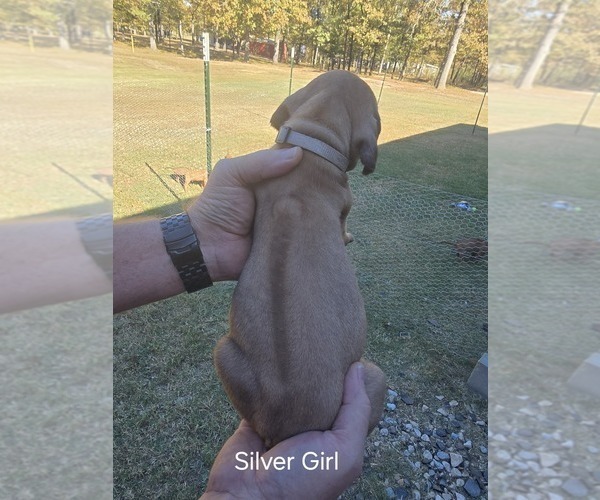 Medium Photo #35  Breeder Profile in ALBA, TX, USA
