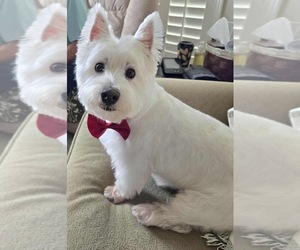 West Highland White Terrier Dog Breeder near RADCLIFF, KY, USA