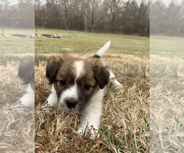 Medium Photo #1  Breeder Profile in GARNETT, KS, USA