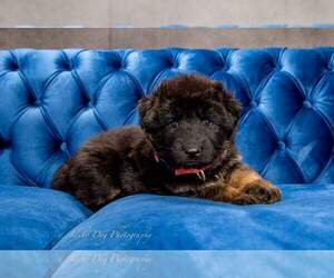 German Shepherd Dog Dog Breeder near MELBA, ID, USA