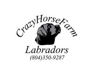 Labrador Retriever Dog Breeder near CREWE, VA, USA