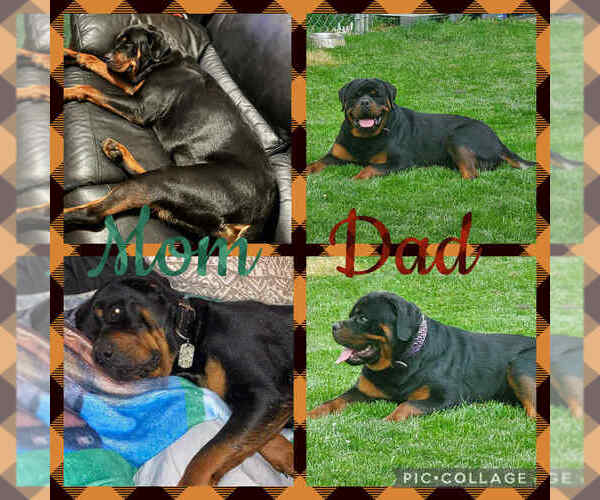 Medium Photo #3  Breeder Profile in GREEN SPRINGS, OH, USA