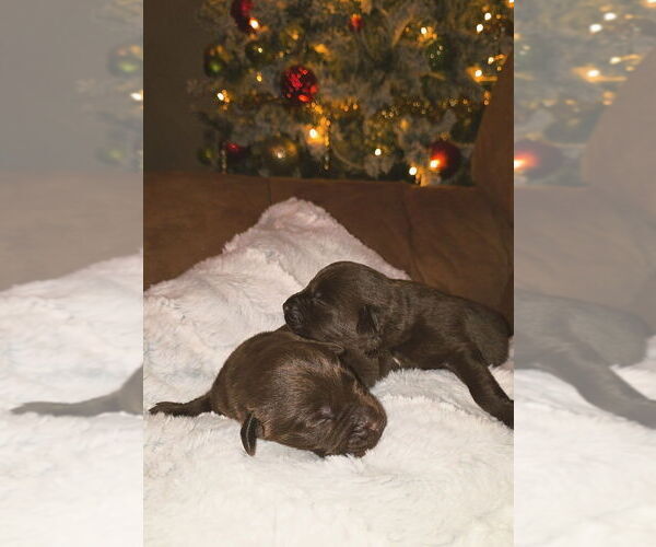 Medium Photo #1  Breeder Profile in FLORA, IL, USA