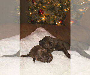 Labrador Retriever Dog Breeder near FLORA, IL, USA