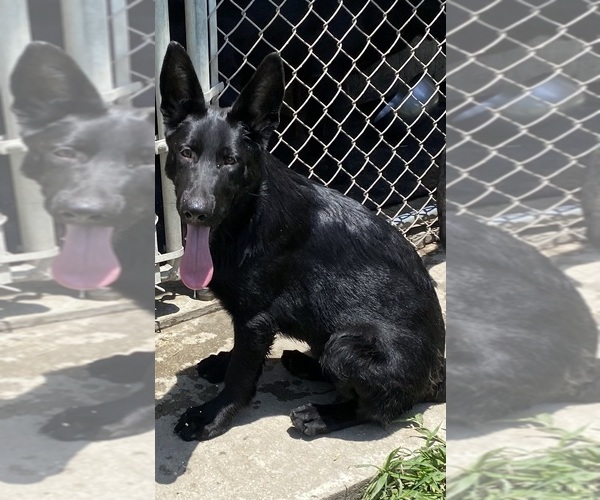 Medium Photo #1  Breeder Profile in NEW ORLEANS, LA, USA