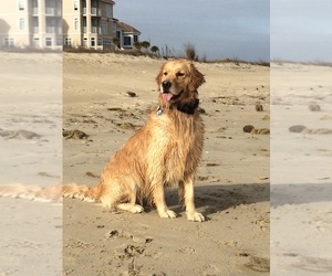 Golden Retriever Dog Breeder near SUFFOLK, VA, USA